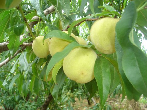 Productores buscan diversificar su producción agrícola con el durazno. ANDINA/Difusión