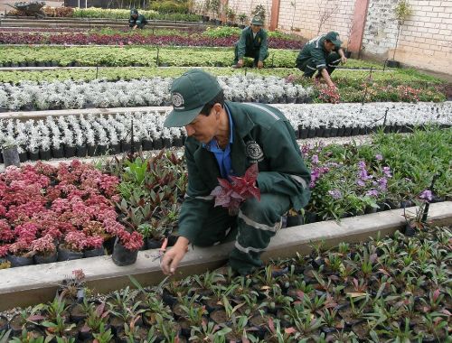 Vivero municipal en Pueblo Libre