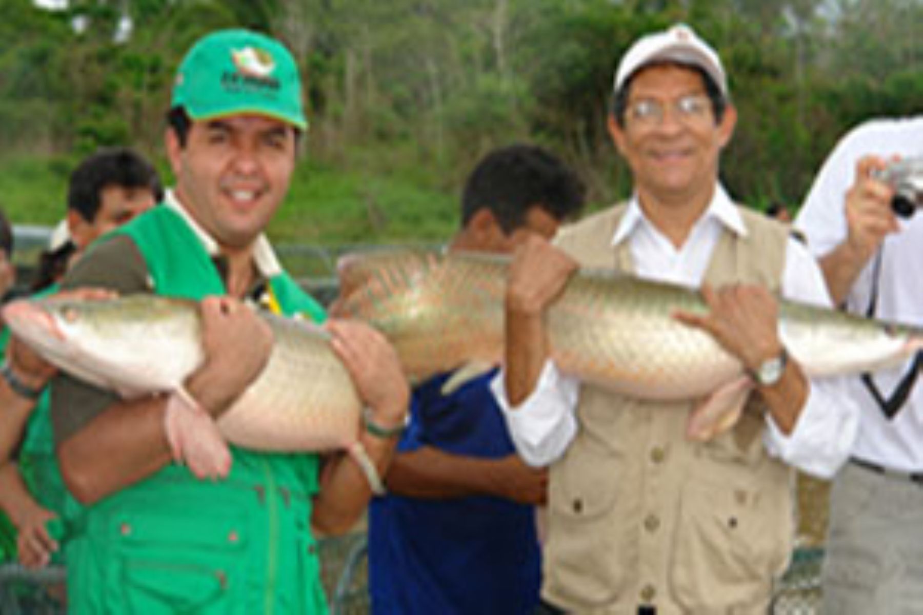 Paiche (Arapaima gigas) is considered the largest freshwater fish in the world. Photo: ANDINA/Archive