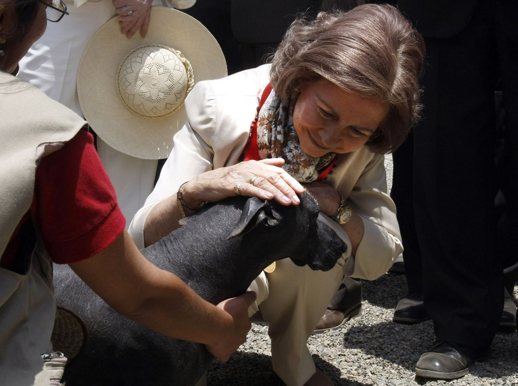La reina Sofìa acaricia un ejemplar de Perro Sin Pelo Peruano.

Foto: ANDINA / Juan Carlos Guzmán Negrini.