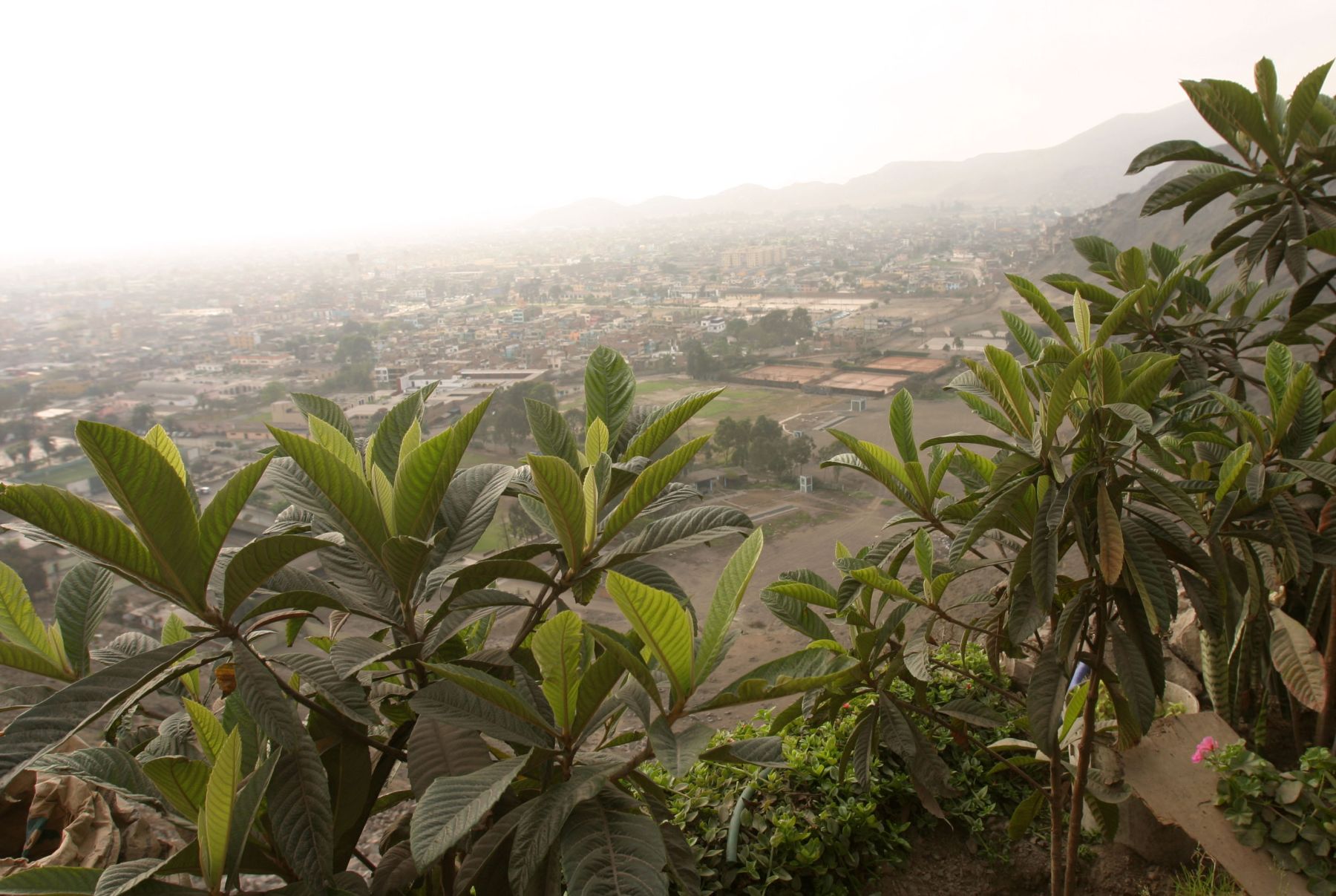 Cerro San Cristóbal empieza a cubrirse de manto Verde, gracias a proyecto de municipal del Rímac. Foto:ANDINA/Hector Vinces.