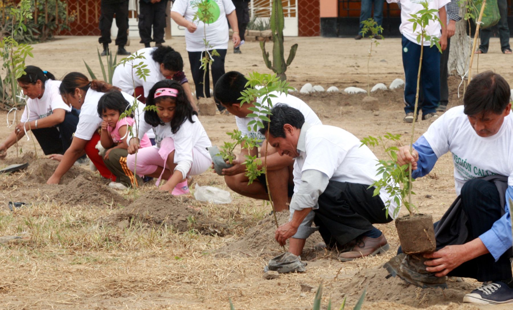 Vecinos voluntarios del Callao “adoptan” árboles para cuidarlos | Noticias  | Agencia Peruana de Noticias Andina