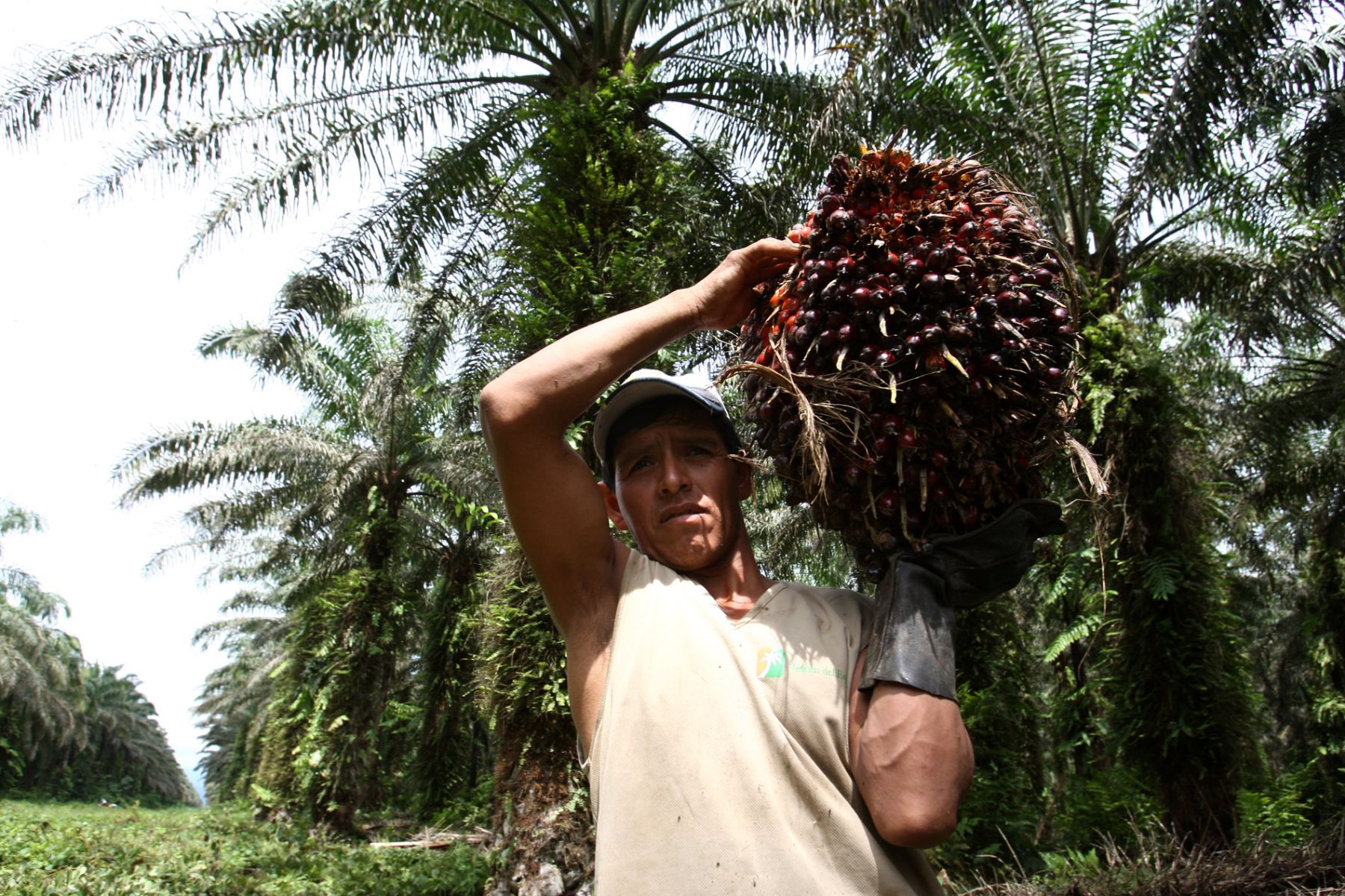 Un abrero muestra una planta de Palma en industrias del Espino en Palmawuasi-Tocache.Foto: ANDINA/Jack Ramón.