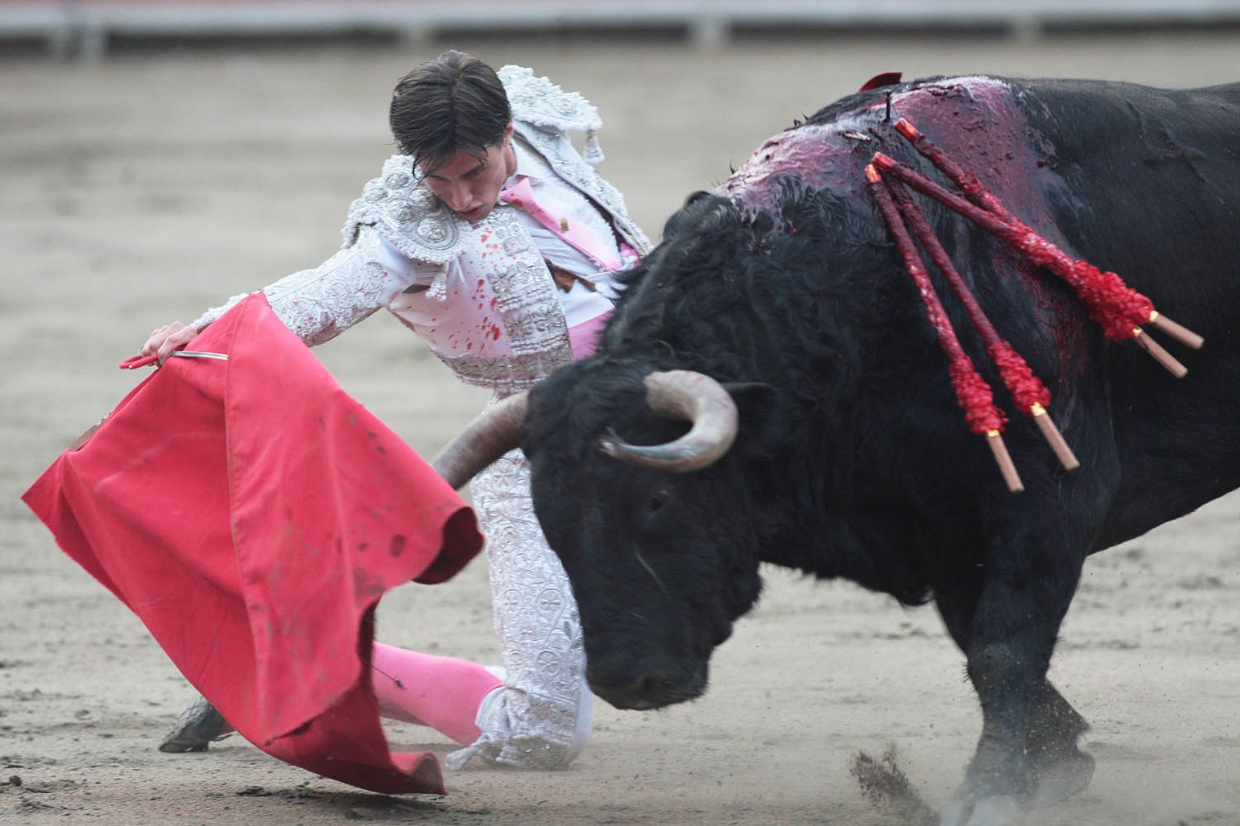 Los intereses económicos impiden que se prohíba corrida de toros, afirma Frente Antitaurino.