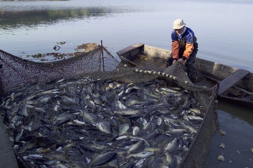 Peru promotes the development of aquaculture and fisheries sectors