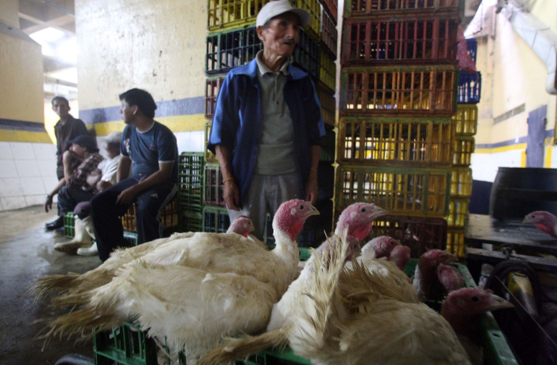 Exportaciones de carne de pavo crecerán 20.1% este año, estima Minagri |  Noticias | Agencia Peruana de Noticias Andina