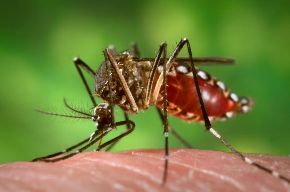 Mosquito Aedes aegypti, agente transmisor de la fiebre amarilla. Foto: INTERNET/Medios