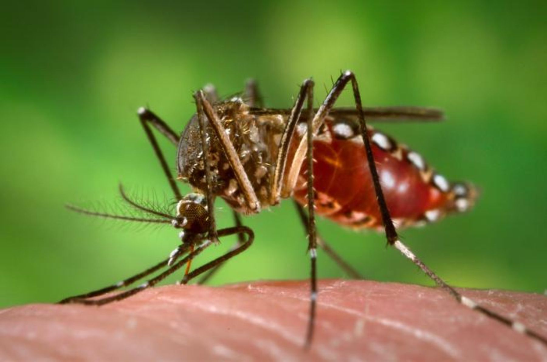 El aumento de temperatura permite a los insectos adaptarse y vivir en más entornos. Esto es lo que ocurre con el mosquito Aedes aegypti, principal transmisor del dengue, cuya propagación y expansión se incrementa con el calor, informó el Instituto Nacional de Salud (INS) del Ministerio de Salud (Minsa). INTERNET/Medios