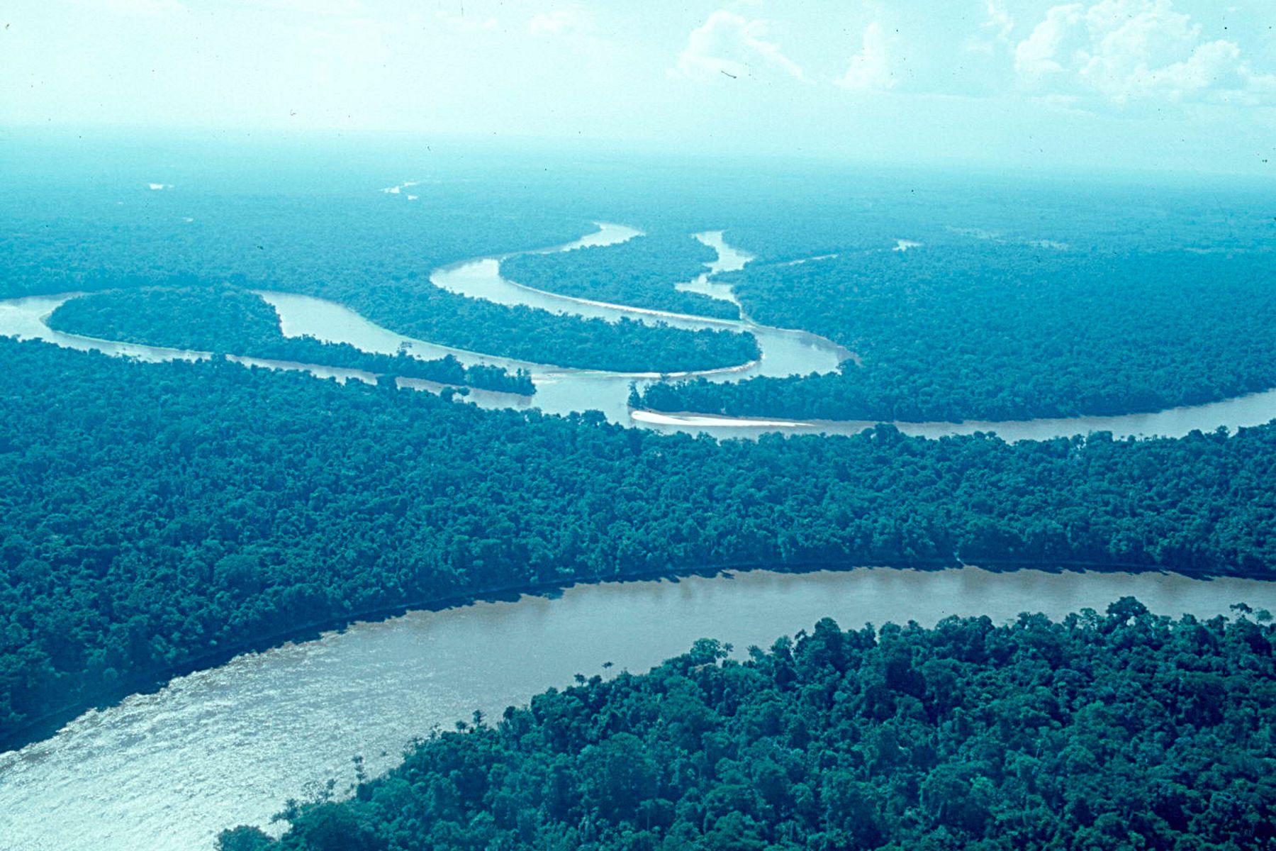 La Reserva Nacional Allpahuayo Mishana protege una singular combinación de ecosistemas de distinto origen de la cuenca baja del río Nanay. Foto: ANDINA / Reserva Nacional Allpahuayo Mishana.