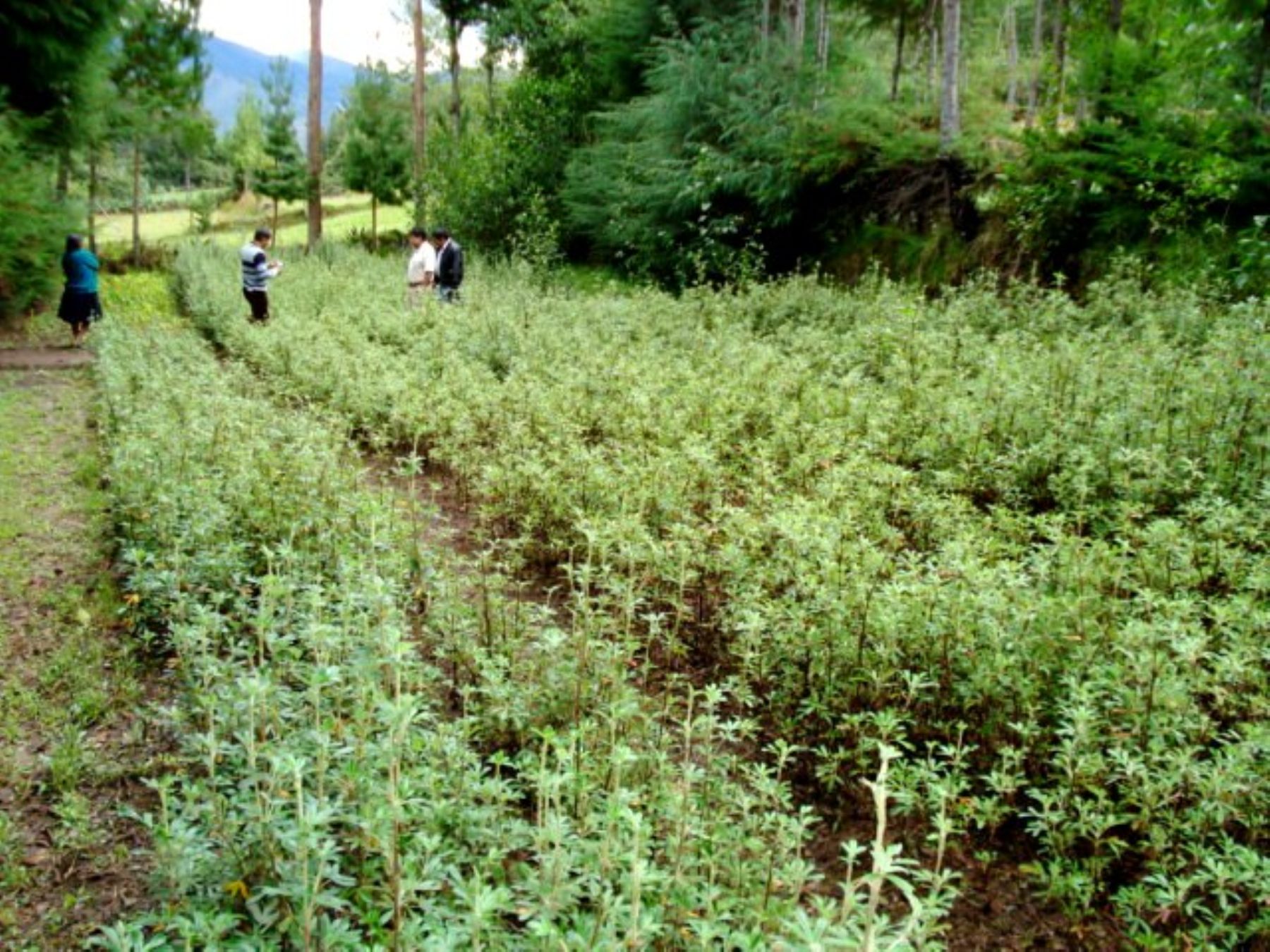 Desarrollarán inventario forestal en costa, sierra y selva del Perú para reforestación. Foto: ANDINA/Archivo.