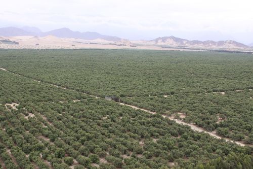ANDINA/Difusión