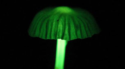 El recién descubierto hongo luminoso