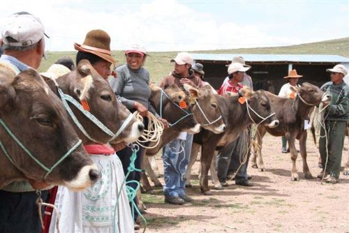 Ganado vacuno entregado a comunidad en provincia cusqueña de Espinar.