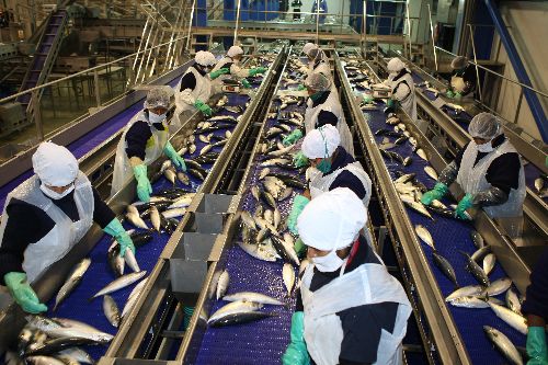 Hay un acompañamiento del Sanipes en el proceso productivo, para verificar las condiciones sanitarias. ANDINA/Norman Córdova