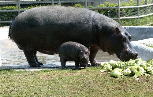 Segundo hipopótamo nacido en cautiverio en el zoológico del Parque de las Leyendas.Foto: ANDINA/Víctor Palomino.