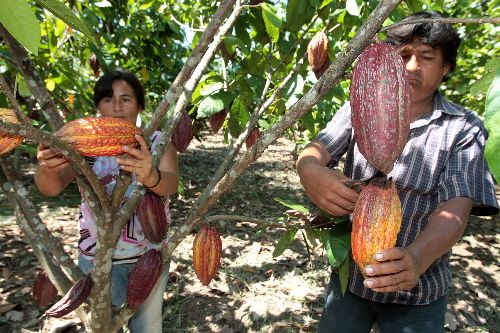 Plantaciones de cacao en Tarapoto.
