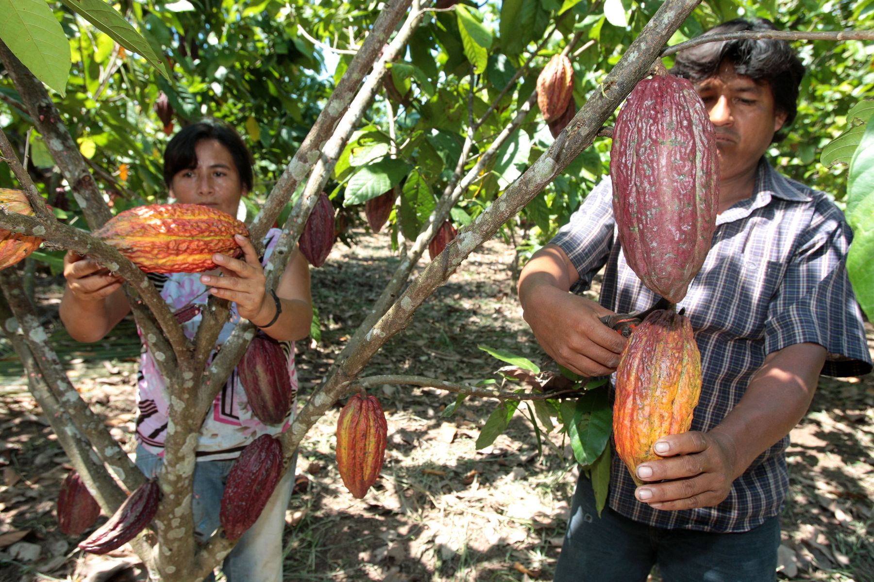 Plantaciones de cacao en Tarapoto.