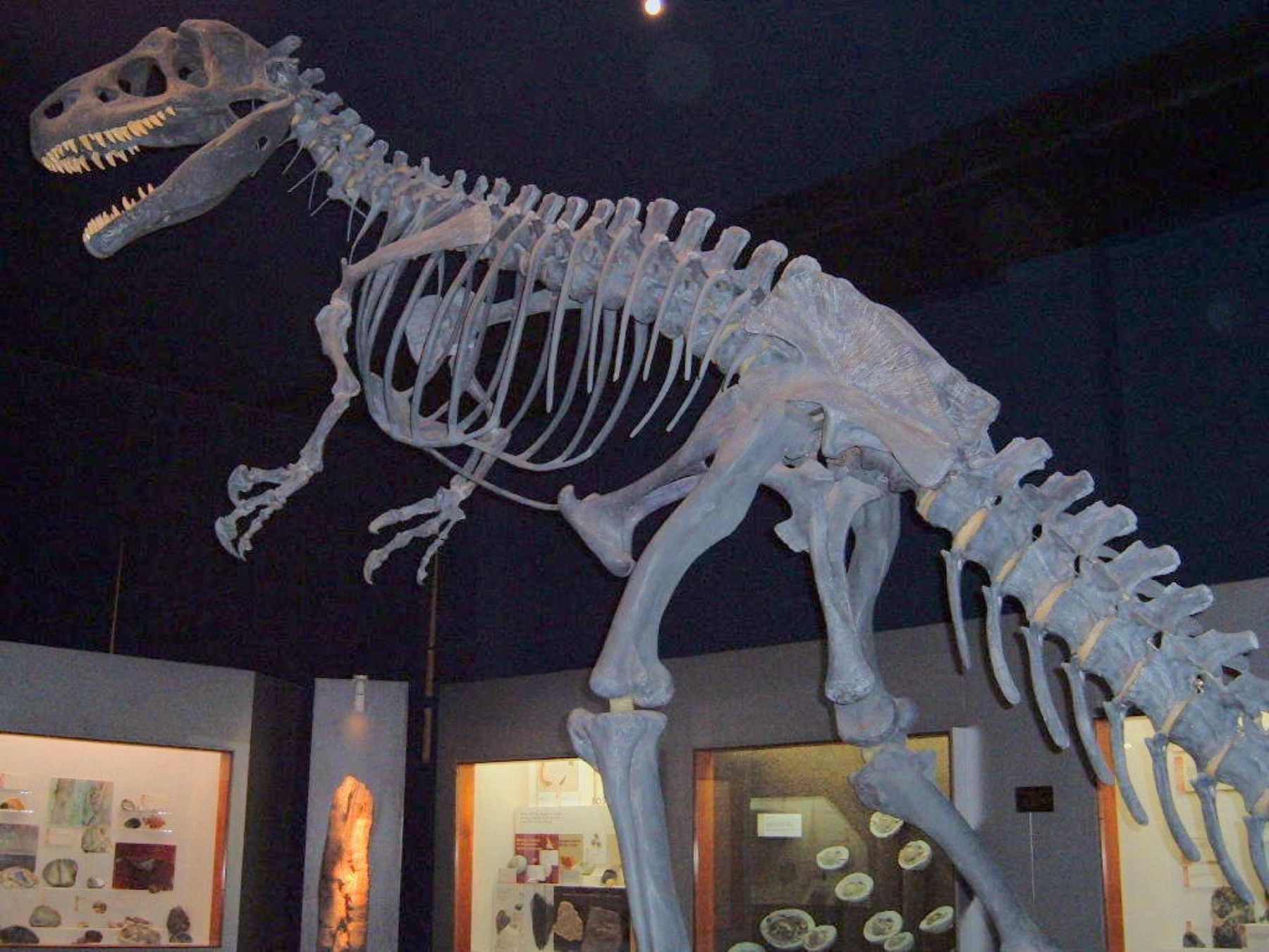 Especie paleontológica que será exhibida en Trujillo.