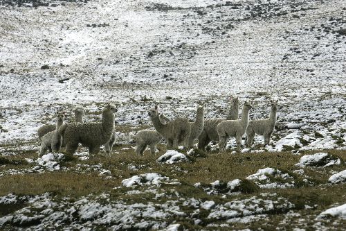 Foto: ANDINA/archivo.