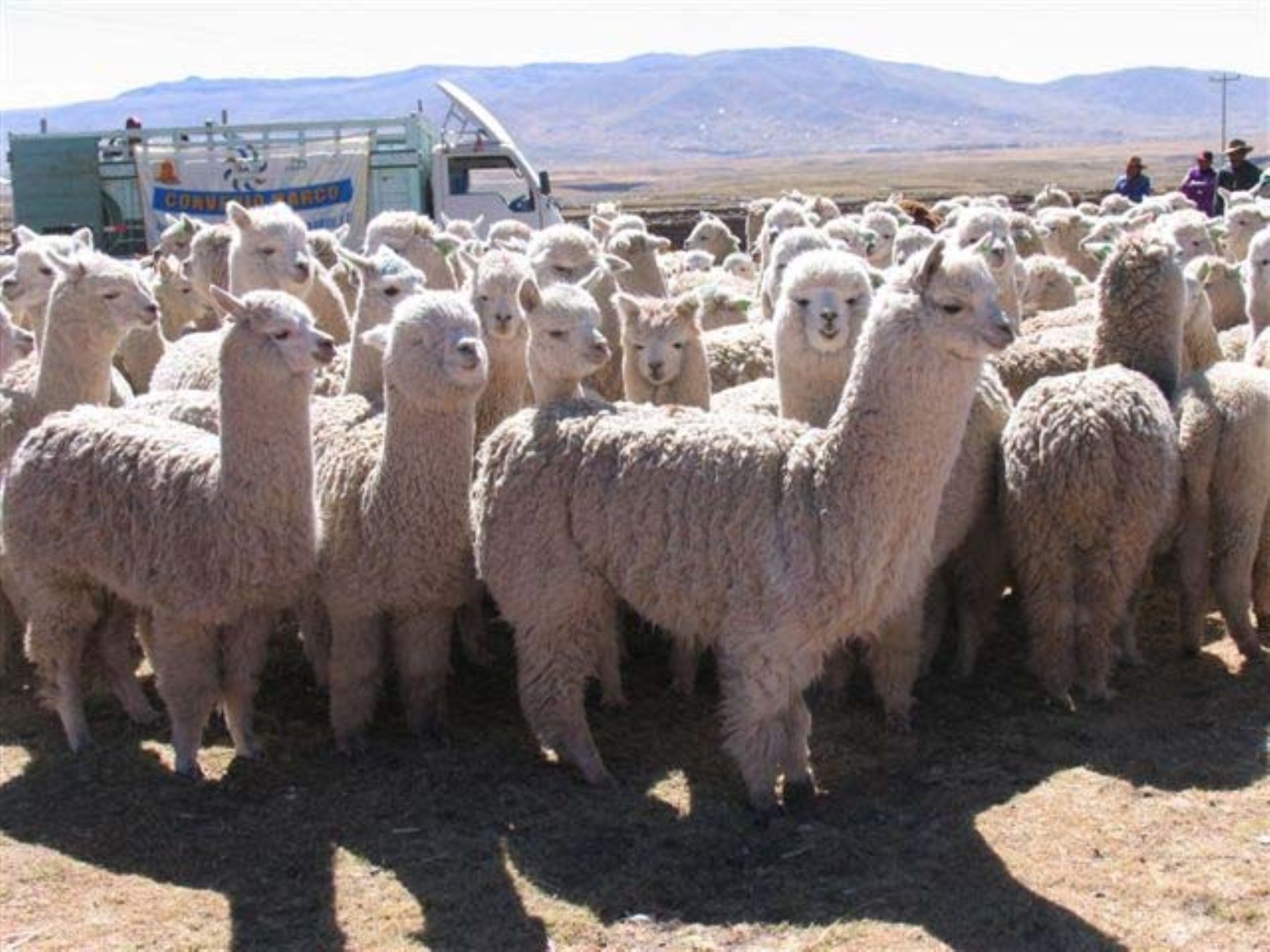 Alpacas. Foto: Xtrata Tintaya.