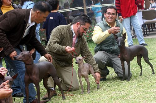 Perro sin pelo peruano