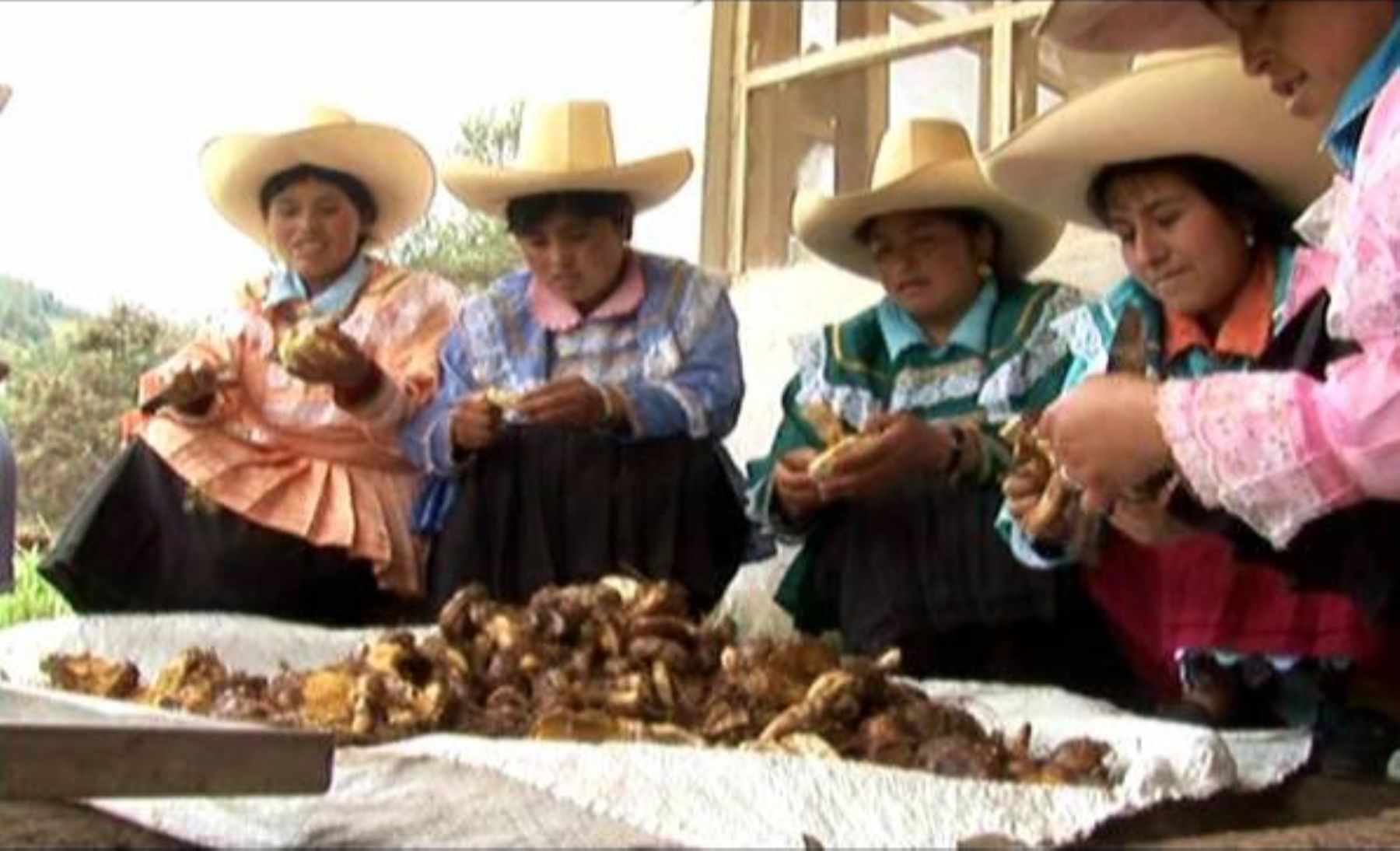 Productores de hongos comestibles procesados. Foto: Fundación Romero.