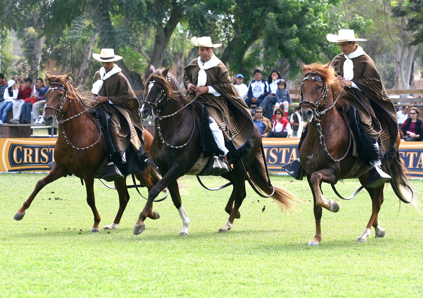 Hoy culminó singular concurso de caballos peruanos de Paso en Mamacona