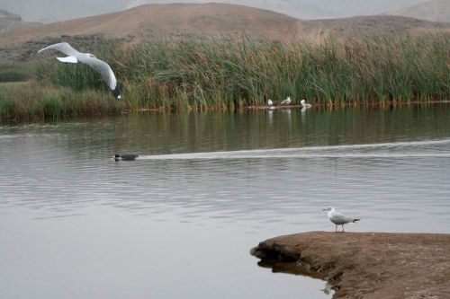 El Perú cuenta actualmente con 13 Humedales de Importancia Internacional o sitios Ramsar, que en conjunto tienen una superficie de 6 millones 784,041 hectáreas. Constituyen ecosistemas de gran biodiversidad y son fuente de recursos hídricos. ANDINA/Difusión