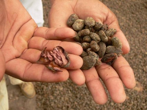 Semillas de cacao. INTERNET/Medios