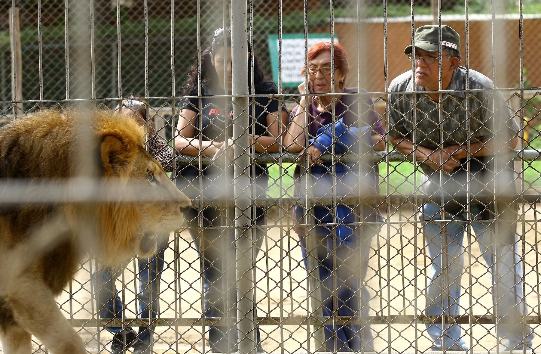 Fotografía tomada el 9 de julio en el "Parque de las Leyendas", zoológico más importante del Perú; el cual cuenta con 969 mil 557.38 metros cuadrados. Foto: ANDINA / Archivo/ Alberto Orbegoso.