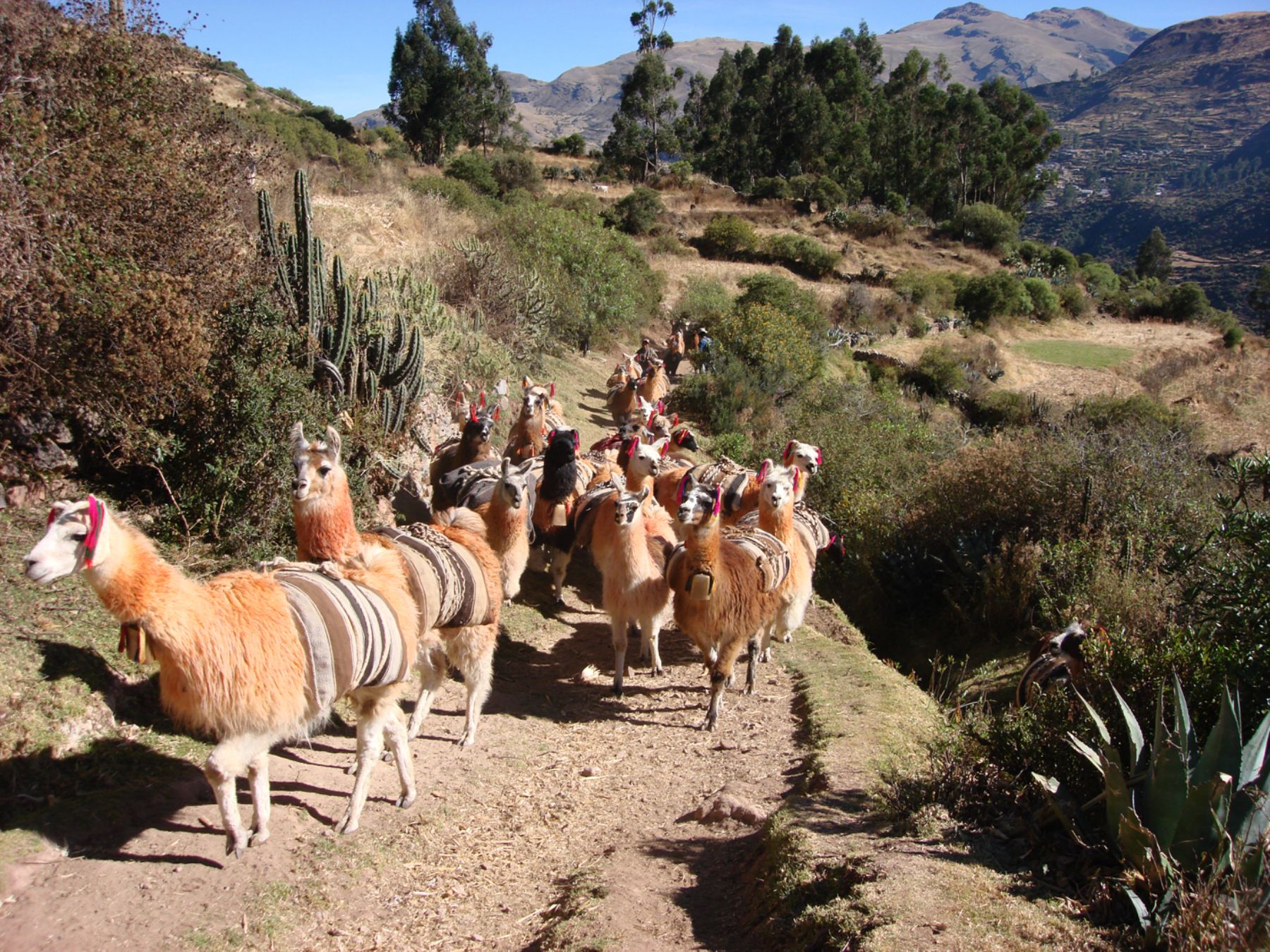 The Inca Trails go through Argentina, Bolivia, Chile, Colombia, Ecuador and Peru