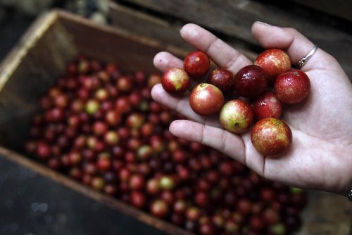 El camu camu, que crece en la Amazonía peruana y posee más vitamina C que cualquier otra fruta en el planeta, estará presente en Mistura 2011. ANDINA/Juan Carlos Guzmán.