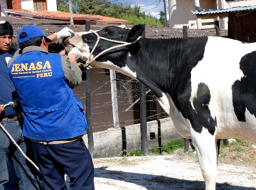 Vaca lechera recibe atención veterinaria.Foto:  ANDINA/Eduard Lozano.