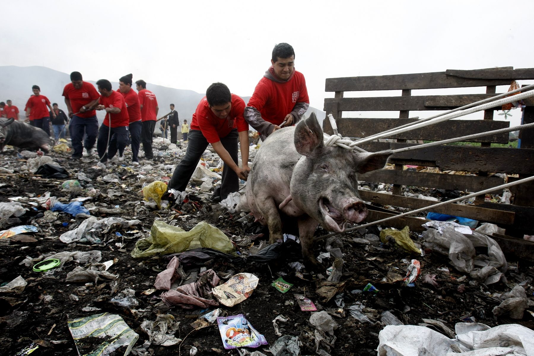 Erradican criaderos de cerdos en basurales de SMP para construir un parque  ecológico | Noticias | Agencia Peruana de Noticias Andina