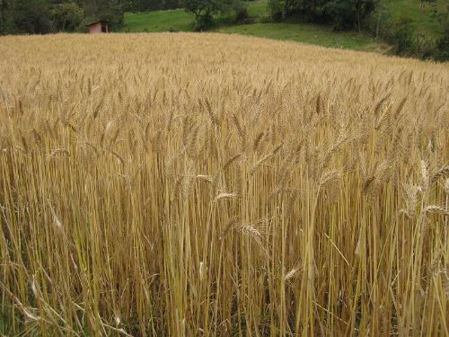 Trigo ecológico cultivado en Incahuasi (Lambayeque). Foto: AgroRural.