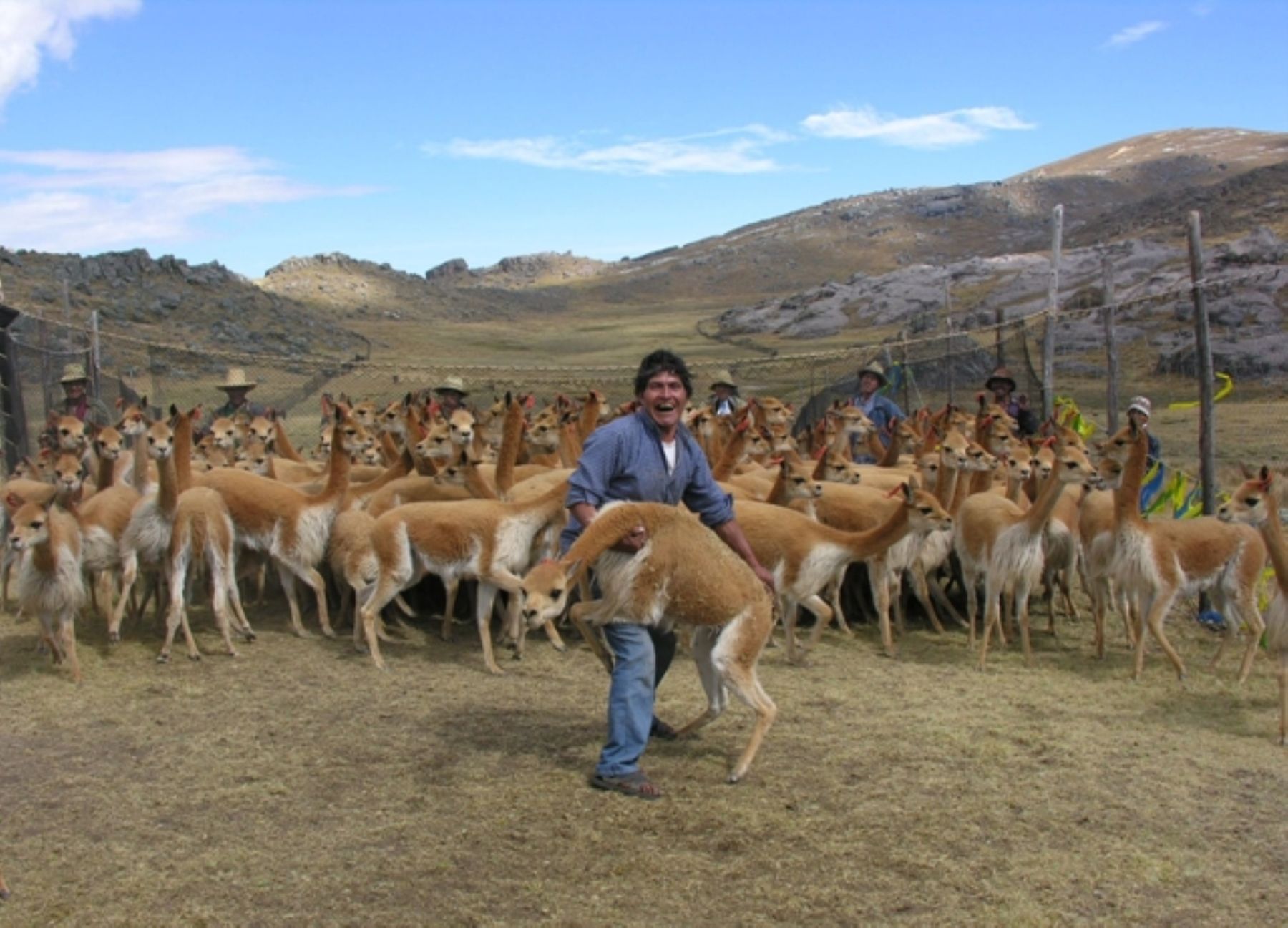 Realizan tradicional chaccu de vicuñas en sierra de La Libertad ...