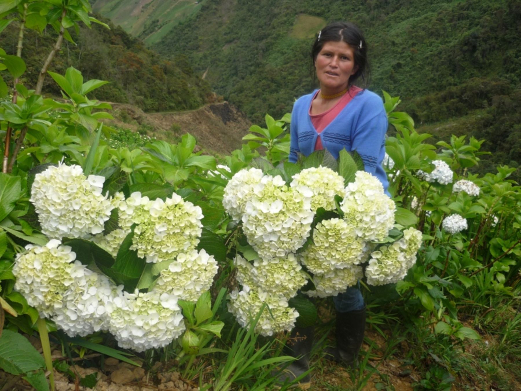 Productores huanuqueños exportan 25 mil tallos de hortensia semanales a  Europa y EEUU | Noticias | Agencia Peruana de Noticias Andina