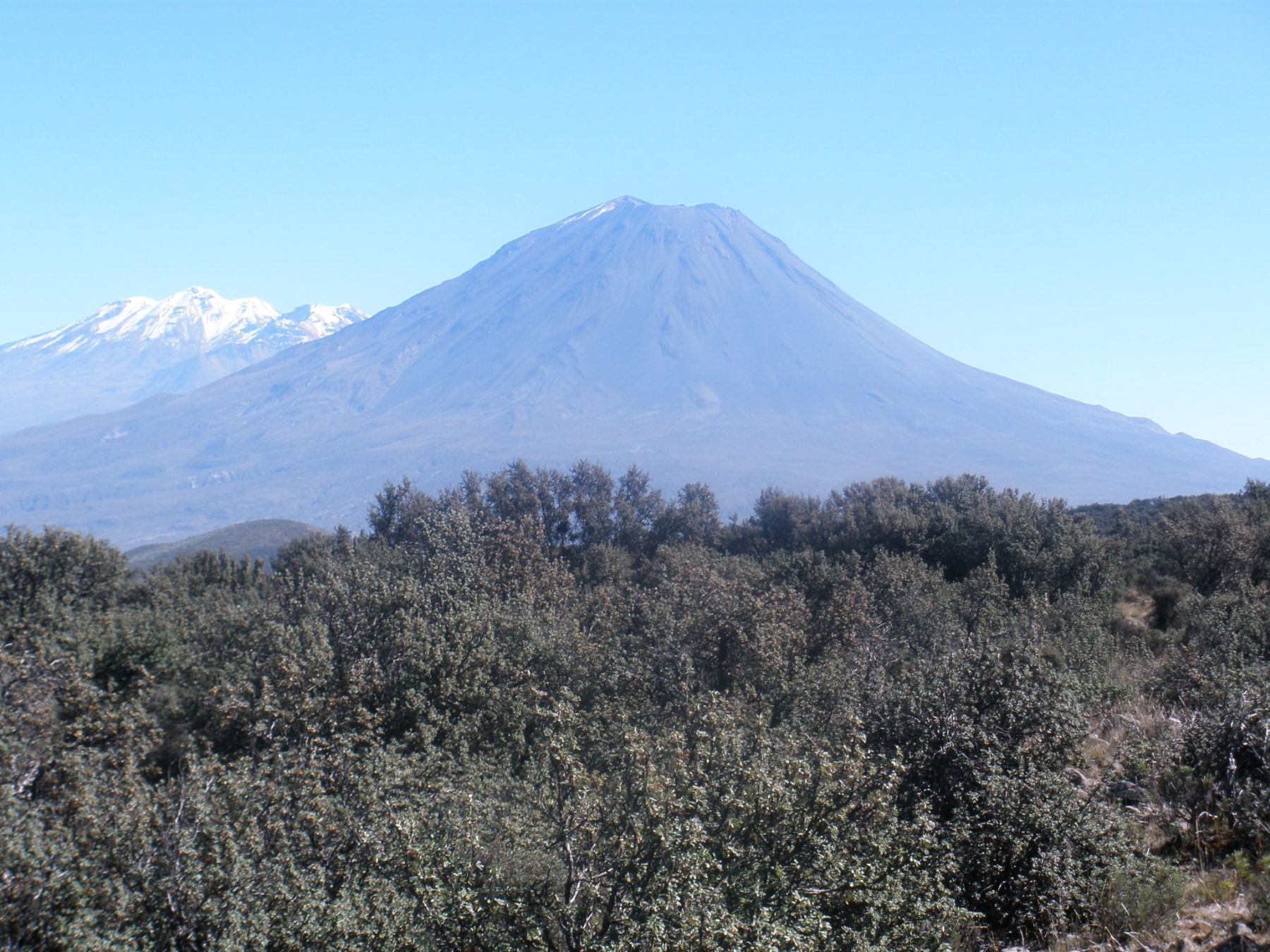 Bosque de queñuales de Arequipa está en la cabecera del volcán Pichu Pichu, a 3,200 m.s.n.m. Foto: ANDINA / Rocío Méndez.