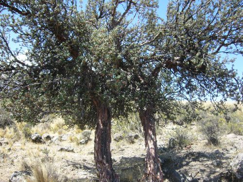 El queñual es una especie nativa de los Andes peruanos. ANDINA/Archivo