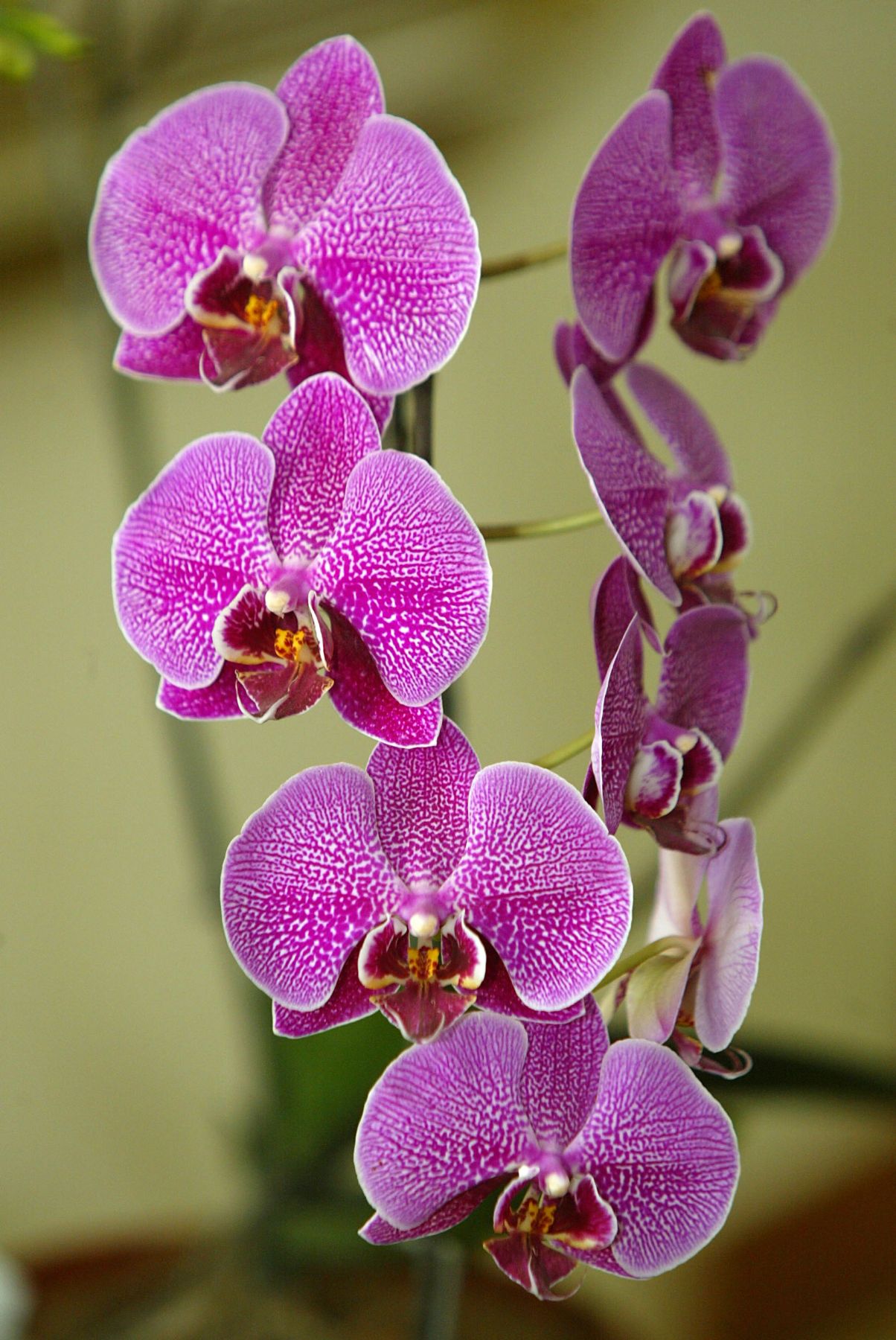 Establecen requisitos fitosanitarios para la importación de plantas de  orquídeas | Noticias | Agencia Peruana de Noticias Andina