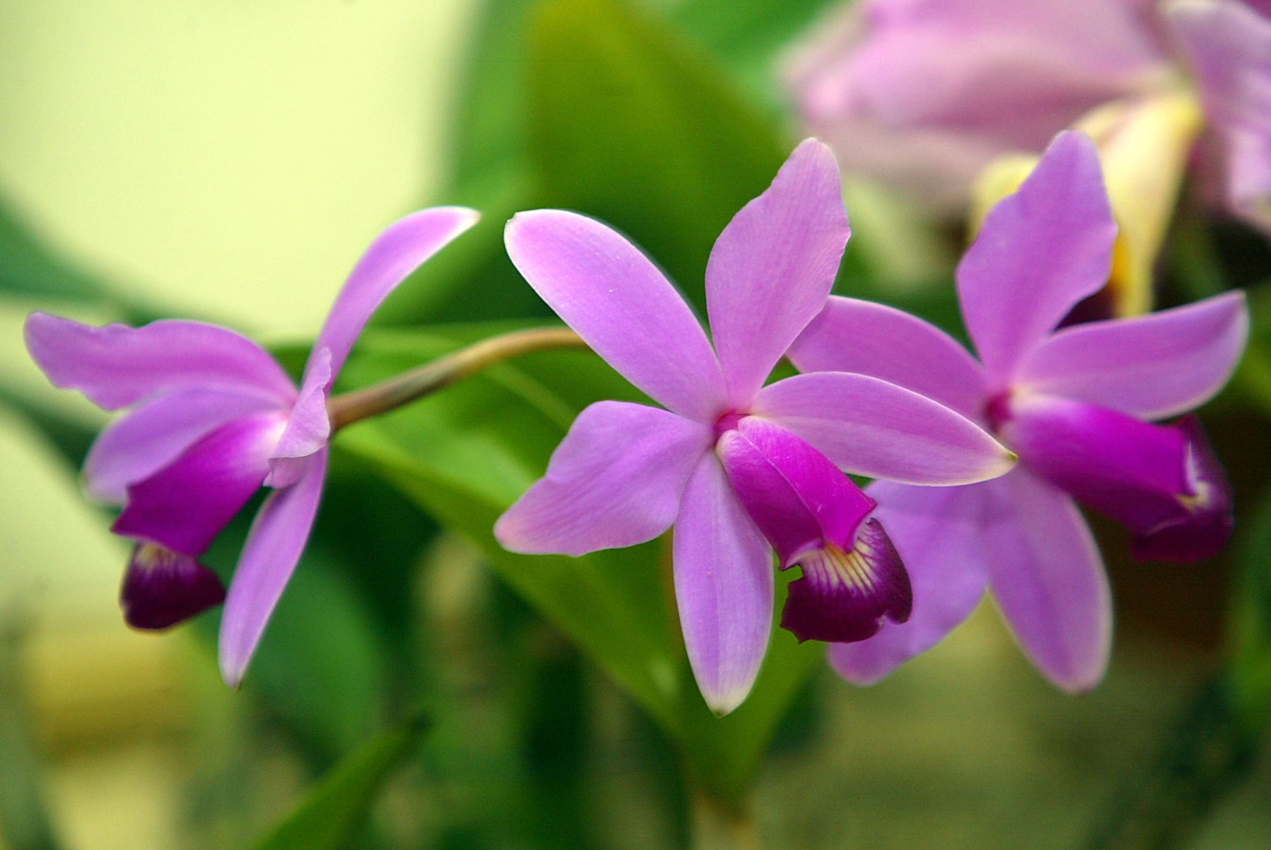 Buscan preservar orquídeas al poseer el Perú la mayor diversidad de esta  flor en el mundo | Noticias | Agencia Peruana de Noticias Andina