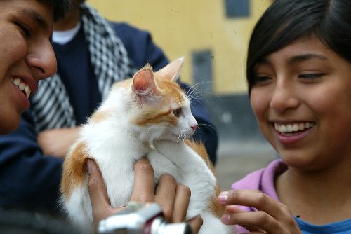 El bienestar de los animales de compañía es una responsabilidad y por ello es importante considerar ciertos cuidados. Foto: ANDINA/Ruben Grandez