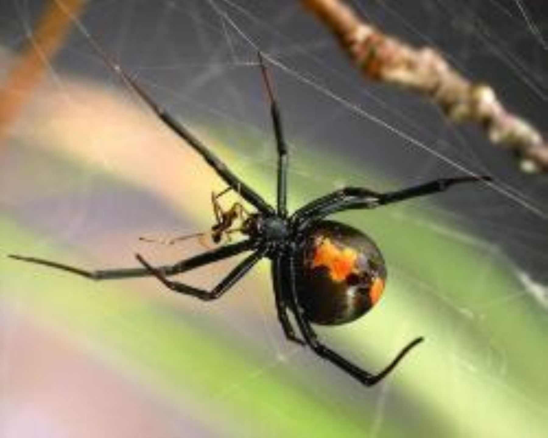 Viuda Negra Macho : Hembra Viuda Negra Latrodectus Mactans La Hembra ...