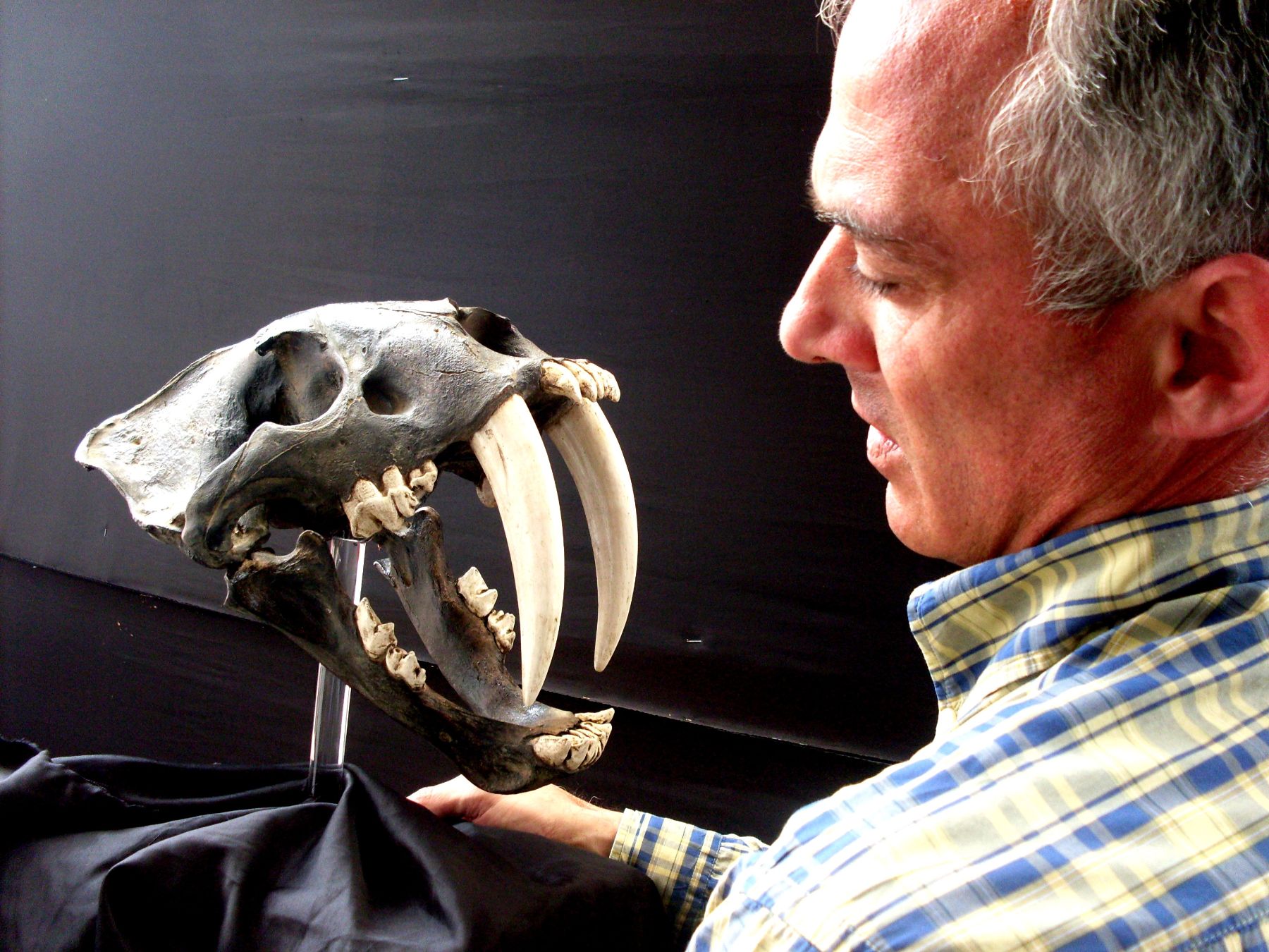 Especialista Klaus Hönninger sosteniendo cráneo fosilizado de un smilodon. Foto: Oscar Paz Campuzano.