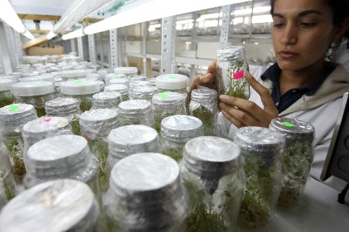 Profesionales de la Universidad Agraria La Molina trabajan en la micropropagación de la planta. Foto: Alberto Orbegoso