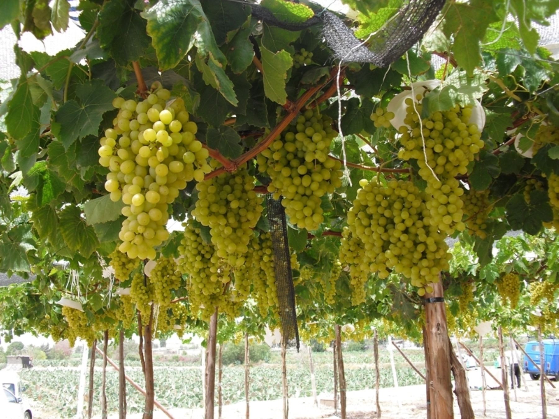 Peruvian grapes