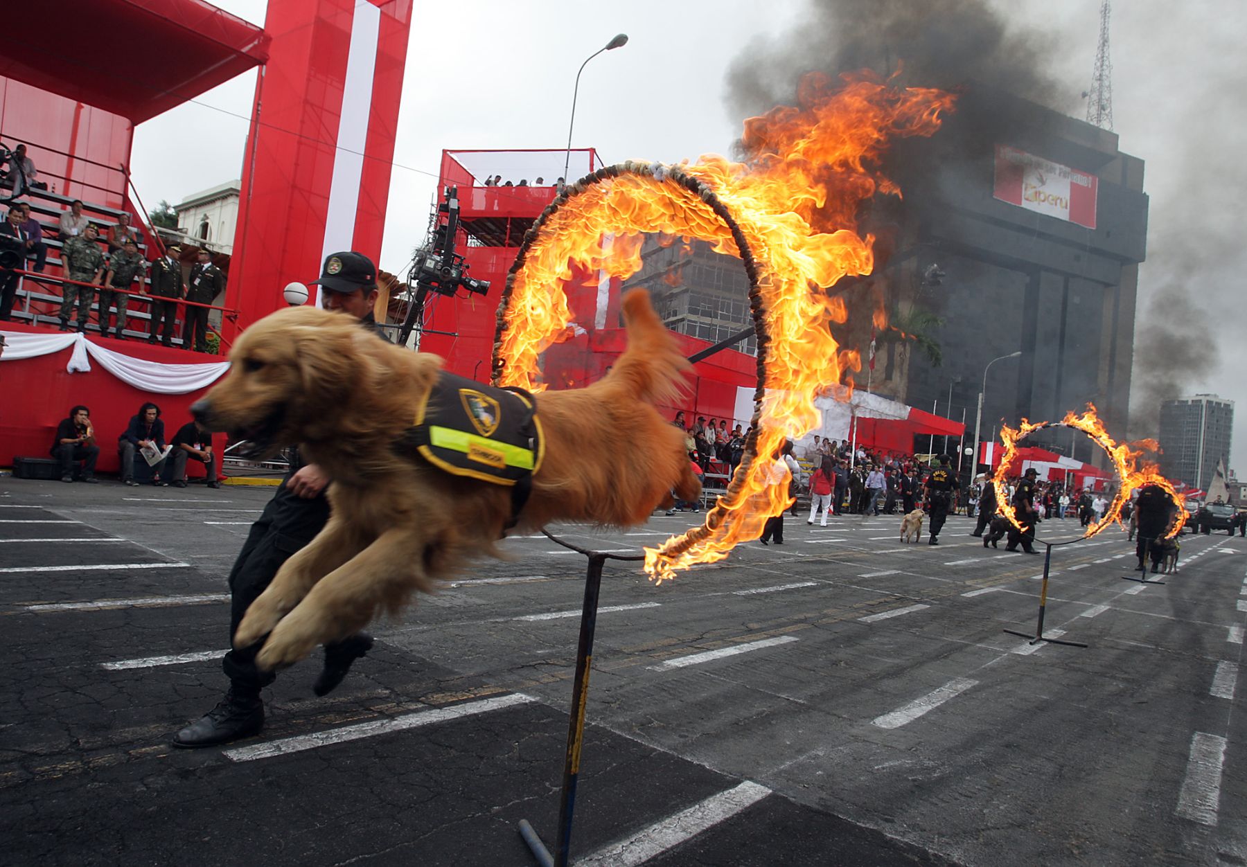 Demostración canina de la Policía Nacional previo a la Gran Parada Militar. Foto: ANDINA/ Jack Ramón.