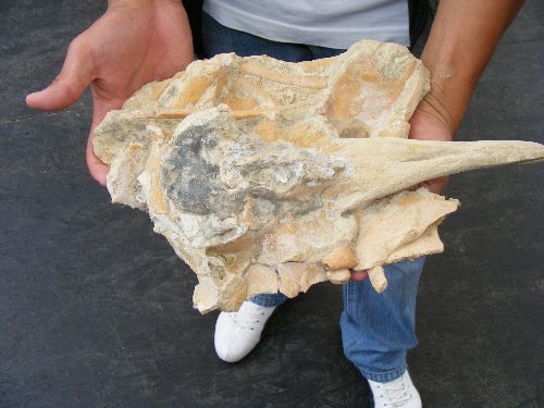 Restos fosilizados de ballena dentada de hace 16 millones de años. Foto: Cortesía Museo Paleontológico Meyer-Hönninger