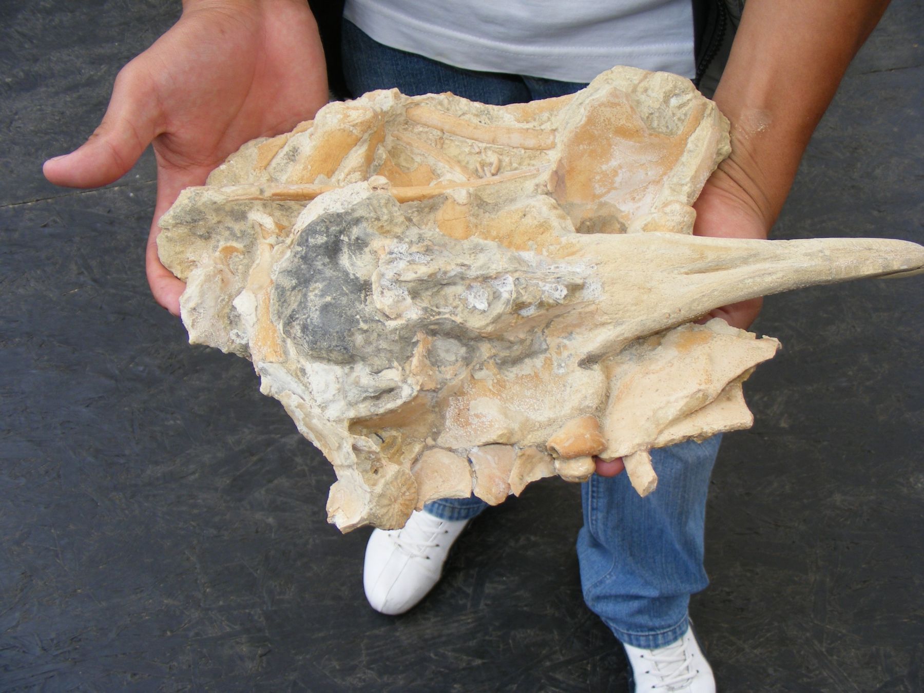 Restos fosilizados de ballena dentada de hace 16 millones de años. Foto: Cortesía Museo Paleontológico Meyer-Hönninger