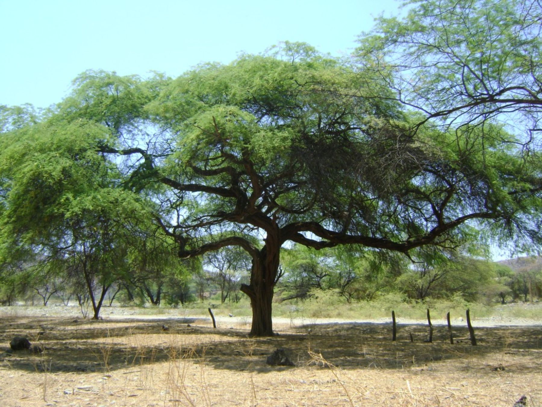 Растения саванн и редколесий южной америки. Дерево кебрачо в Южной Америке. Альгарробо дерево в Южной Америке. Квебрахо дерево. Деревья саванн Южной Америки.